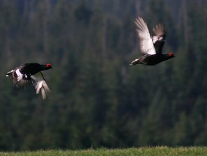 Birkhuhn