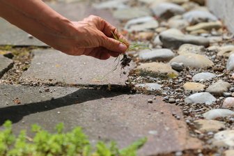 Arbeitspflicht für Asylbewerber: So ist der Stand im Vogtlandkreis - Unter anderem zur Unkrautbeseitigung und Hilfe bei Säuberungsarbeiten sollen Asylbewerber im Vogtlandkreis herangezogen werden können.