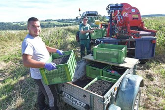 Aroniabeeren satt im Erzgebirge: Ab Samstag darf in Dorfchemnitz selbst gepflückt werden - Udo Jankowski (hinten) mit seiner Jarel Erntemaschine und Erntehelfer Cucu Adelin aus Rumänien bei der Aroniaernte am Steinberg in Dorfchemnitz.