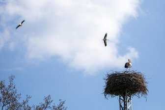 Artgenossen attackieren brütenden Storch in Weischlitz – was steckt dahinter? - Attacken aus der Luft: Zwei Störche kreise über dem Horst in Weischlitz und versuchen offenbar, den Platz zu übernehmen. Das misslingt, die Störchin kann ihr Gelege verteidigen.
