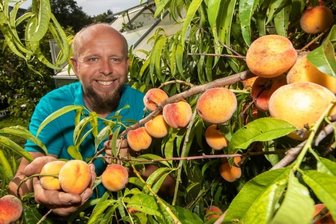 Artischocke, Inkagurken, Pfirsiche und Tamarillos - Pfirsiche wie aus dem Bilderbuch: Torsten Grieser erntet jedes Jahr rund 50 Kilogramm.