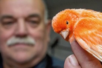 Auch Gesang auf dem Prüfstand - Rüdiger Partzsch steuert zur Ausstellung unter anderem Kanarienvögel bei.