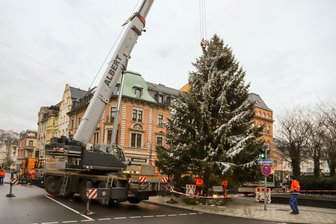 Aue: Weihnachtsbaum aus Carlsfeld steht am Altmarkt -