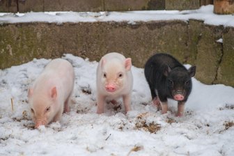 Auer Zoo der Minis hat drei neue Bewohner -