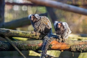 Auer Zoo der Minis in Sorge um Äffchen - Scheint die Sonne, sind die Weißbüscheäffchen gern im Außengehege. Doch bei dauerndem Frost brauchen sie einen warmen Stall.