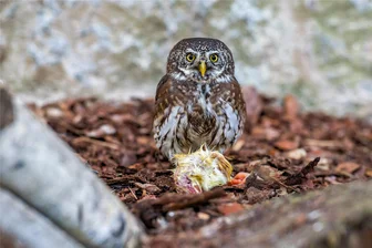 Auer Zoo der Minis: Sperlingskauz Anton lebt endlich nicht mehr allein - Einer der beiden neuen Sperlingskäuze im Auer Zoo der Minis.