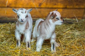 Auer Zoo freut sich über Zwergziegenbabys - Zwei der sechs Neuankömmlinge.