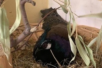 Auer Zoo hat wieder verrückte Vogel-Männer - Bei den Palawan-Fasanen im Auer Zoo brütet dieses Jahr der Hahn.