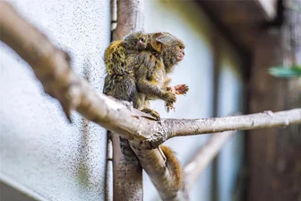 Auer Zoo im Babyglück: Süßer Nachwuchs bei Zwergottern und Zwergseidenäffchen - Bei den Zwergseidenäffchen meldet der Zoo der Minis in Aue einen Zwillingsnachwuchs.
