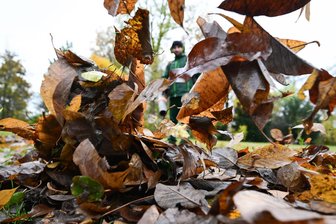 Auerbach: Hier kann Herbstlaub kostenlos entsorgt werden - Wo die Bäume sonst grün sind, kommt im Herbst einiges an bunten Blättern zusammen.