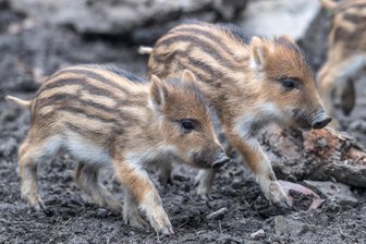 Auerbach: Junge Wildschweine verirren sich in Bach bei Einkaufscenter -