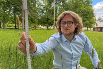 Auerbach lässt das Gras wachsen: Was der Biene gefällt, ist nicht jedermanns Sache - Blühwiese ja - aber muss das Gras im Schiller-Park Mühlgrün so hoch wuchern? CDU-Stadtrat Lenny Roth legt den Zollstock an die Halme.