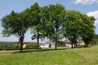 Auerbach: Streit um Baumfällungen für Feuerwehrdepot Schnarrtanne beigelegt - Die Fläche an der Schönheider Straße in Schnarrtanne, auf der das neue Feuerwehrdepot gebaut werden soll. Voraussichtlich zwei der acht Bäume müssen dafür weichen.