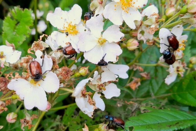 Auf Blüten und Kleidung: Invasion der Käfer - Der Gartenlaubkäfer befällt mit Vorliebe Rosengewächse wie diesen vielblütigen Hagebuttenstrauch im Garten von Kay Meister.