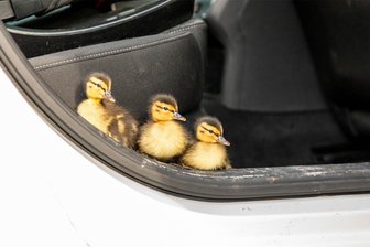 Auf Chemnitzer Südring: Autofahrer rettet Entenküken auf gefährlicher Wanderschaft - Glückliches Ende einer gefährlichen Wanderung in Chemnitz: Ein Autofahrer rettete auf dem Südring eine Entenfamilie.