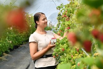 Auf dem Seelitzer Obstgut werden nun auch Himbeeren geerntet - 