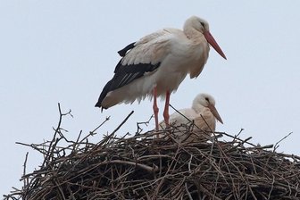 Auf der Gelectra-Esse in Glauchau wird fleißig geschnäbelt -