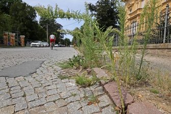 Auf der Schwanefelder Straße in Meerane soll es im Herbst losgehen - Die Schwanefelder Straße in Meerane befindet sich sowohl ober- als auch unterirdisch in einem schlechten Zustand.