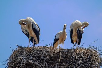 Auf der Spur der Störche im Erzgebirge - Die drei Leukersdorfer Jungstörche werden bald flügge. Im vergangenen Jahr war das Nest Ende August leer.