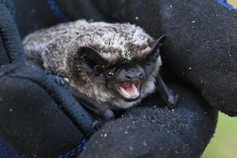 Auf der Suche nach Fledermäusen - Experte Joachim Frömert zeigt eine Fransenfledermaus - 8 Gramm leicht und 30 Millimeter lang. Sie lebt in Baumhöhlen und Gebäuden.
