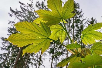 Auf die Fichte folgt der Bergahorn - wie Sachsens Wälder klimafester werden - Ein junger Bergahornbaum neben alten Fichten. Ziel ist ein mehrschichtiger, artenreicher Wald, in dem Bäume verschiedener Altersklassen stehen.