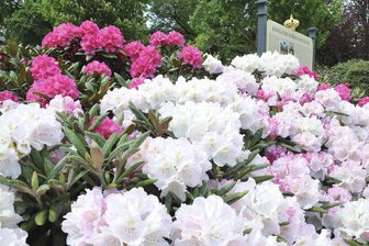Auf diesem Fest im Vogtland stehen Liebhaber historischer Kleider im Rampenlicht - Am dritten Mai-Wochenende lädt Bad Elster zum Rhododendron-Fest in die Königlichen Anlagen ein.