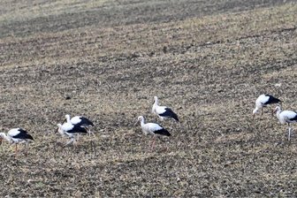 Auf einem Feld bei Burgstädt gesichtet: Jungstörche vor ihrer ersten großen Reise - Auf einem Feld zwischen dem Burgstädter Gewerbegebiet Herrenhaide und Hartmannsdorf wurden Störche gesichtet. Der Rückflug nach Süden hat begonnen, sagt ein Experte.