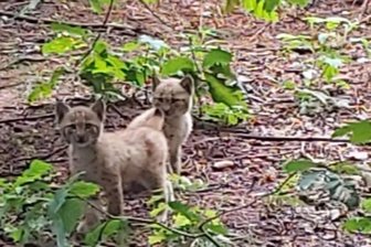 Auf Erkundungstour durchs Gehege: Luchsnachwuchs im Wildgatter -