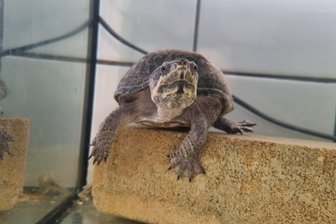 Auf Martyrium folgt Happy End: Wie eine Reichenbacher Schildkröte gerettet wurde - Schildkröte Kerstin wartet im Tierheim Vielau auf ihre neue Familie.