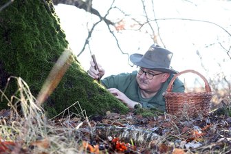 Auf Pilztour im März: Dieser schmackhafte Pilz ist jetzt in Fichtenwäldern im Vogtland zu finden - Pilzberater Steffen Schmidt zieht es fast täglich in den Wald.