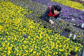 Auf Reichenbacher Postplatz steigt am Samstag Blumen- und Staudenmarkt - Auf dem Reichenbacher Postplatz präsentieren am Samstag einheimische Gärtnereien ihre Blumen.