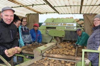 Auf Reuther Feld wird erstmals eine alte Kartoffelsorte geerntet - Auf der Kartoffelkombine bei der Arbeit sind Christian Kluge-Sammer mit Mitarbeiterin Susann Hofmann und den Erntehelfern Svenja Strunz, Brunhilde Sammer, Wilfried Meyer und Nadine Strunz (von links), die die Kartoffeln verlesen.
