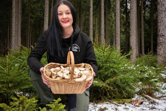 Auf Schwammetour im Winterwald: Wo sich im Vogtland zu dieser Jahreszeit das Pilzesammeln lohnt - Das Pilzjahr endet nicht im Herbst. Das beweist Pilzberaterin Sandra Gruner mit ihrem mit Pilzen gut gefüllten Korb. Drei Pilzarten lassen sich im Winter leicht sammeln, Kenner finden sechs bis sieben Arten und mehr.