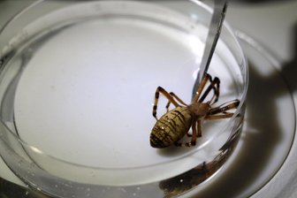 Auf Spinnen-Jagd im Erzgebirge - Für viele eklig, aber nicht giftig für den Menschen: die Wespenspinne.