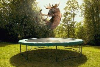 Auf und ab - Das Trampolin - Spielwiese auch für große Tiere.