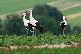 Auf unsrer Wiese gehet was: Bis zu 30 Störche bei Rochlitz gesichtet - Störche auf einen Feld an der Straße zwischen Crossen und Erlau.