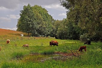 Auf „Wilden Weiden" zwischen Limbach-Oberfrohna und Meinsdorf sollen Hochlandrinder für wichtige Kuhfladen sorgen - So wie im Oberlungwitzer Hirschgrund soll es auch bei Limbach-Oberfrohna bald "Wilde Weiden" geben.