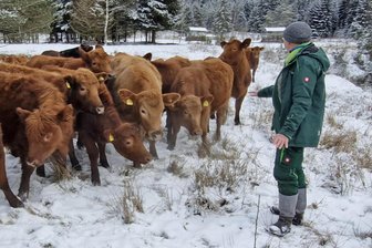 Auf Winterweiden im Erzgebirge kommen robuste Vierbeiner zum Einsatz - Gallowayrinder weiden auch im Winter auf Flächen im Hartmannsdorfer Forst. Betreut werden sie von Landwirt André Häcker aus Burkhardtsgrün.