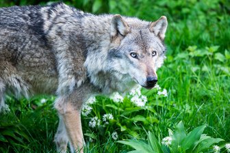 Aufdringlicher Wolf war keiner - Wolf oder Hund? Für den Laien ist das oft schwer zu entscheiden.
