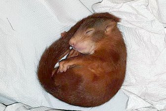 Aufdringliches Eichhörnchen hat noch eine Überraschung parat -