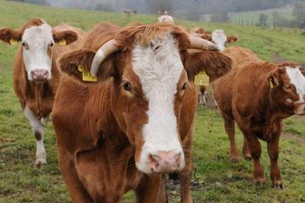 Aufgeschreckte Kuhherde büxt von Weide aus - in Richtung Autobahn - Eine Kuhherde ist in Gutenfürst ausgebrochen.