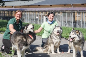 Aufnahmestopp im Chemnitzer Tierheim: „Haustiere werden zum Konsumgut“ - Tierheimleiterin Anne Schilling (links) und Vereinschefin Ira Weißbach mit vier Huskys aus dem Tierheim. Die Hunde werden nur als Rudel oder paarweise vermittelt.