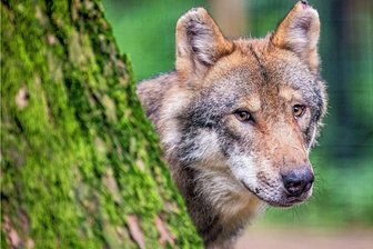 Aufregung an der Talsperre Falkenstein: Hat sich im Vogtland ein Wolfsrudel niedergelassen? - Dass Wölfe durch den Vogtlandwald durchgezogen sind, ist mehrfach belegt. Aber ist ein Rudel dort auch sesshaft geworden? Bisher kennt man Wölfe nur aus Zoos und Wildparks, wie unser Foto zeigt.