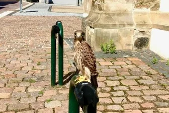 Aufregung um Turmfalkenjunges in Freiberger Innenstadt - Ein hilfloser und verängstigter Jungvogel ist am Sonntagvormittag an der Nikolaikirche herumgehüpft.
