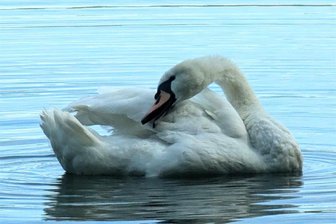 Aufschrei um toten Schwan vom Zwickauer Schwanenteich: „Behörden haben trotz Hinweisen nicht reagiert“ - So sah der Schwan vom Zwickauer Schwanenteich aus, bevor er erkrankte.