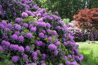 Augustusburg blüht: Rhododendren verzaubern mit farbenprächtigen Blüten - Im Waldvillenviertel von Augustusburg sind große und alte Rhododendren zu finden.
