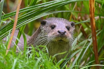 Augustusburg: Vortrag über unbeliebte Tiere am 19. Mai - Wegen Schäden an Fischbeständen sind Otter im Erzgebirge unbeliebt.