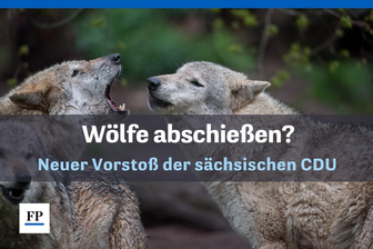 Aus dem Newsroom: Warum gibt es eine neue Runde in der Wolfsdebatte? - 