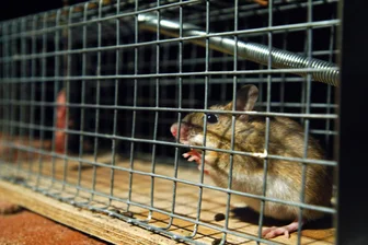 Aus die Maus! Turnhalle in Plauen nach Nagerplage wieder freigegeben - Öffnungstermin steht jetzt fest - Aus die Maus! Die Stadt Plauen hat jetzt endlich ihr Nagerproblem in den Griff bekommen. Nach wochenlanger Schließung findet in einer Chrieschwitzer Turnhalle wieder Sport statt.