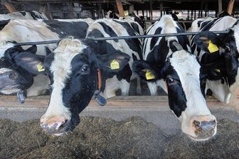 Aus für offiziellen Großtier-Notdienst im oberen Vogtland - Nutztiere wie Rinder müssen regelmäßig medizinisch betreut werden. Doch die Ärzte für Großtiere sind in der Region rar. 